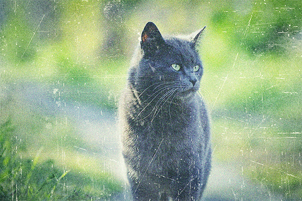 Mitsy, la chatte de Mrs Brown.